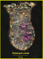 Image of Tintinnopsis urnula