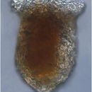 Image of Tintinnopsis urnula