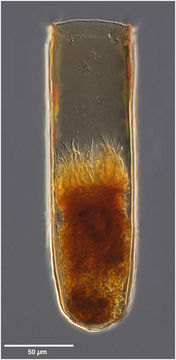 Image of Undella hyalina