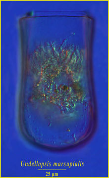 Image of Undellopsis marsupialis (Brandt 1906) Kofoid & Campbell 1929