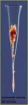 Image of Xystonella clavata Jörgensen 1924