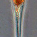 Image of Xystonella treforti (Daday 1887)