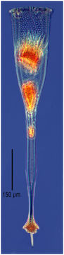 Image of Xystonellopsis clevei Kofoid & Campbell 1929