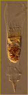 Image of Xystonellopsis paradoxa (Cleve 1899) Jörgensen 1924