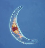 Image of Pyrocystis lunula