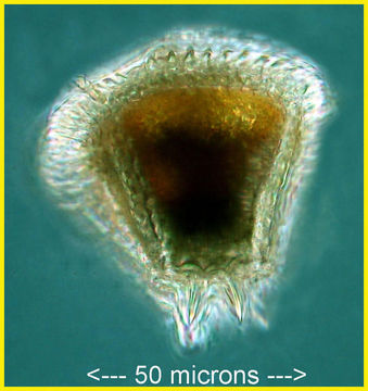 Image of Ceratocorys