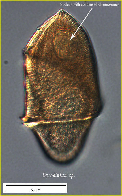 Image of Gyrodinium