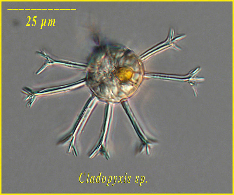 Image of Cladopyxis Stein 1883