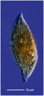 Image of Gyrodinium