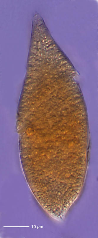 Image of Gyrodinium Kofoid & Swezy 1921
