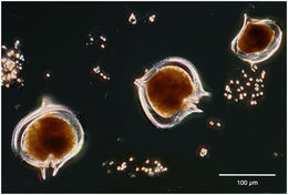 Image of Protoperidinium antarcticum (Schimper ex Karsten) Balech 1973