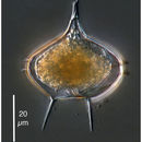 Image of Protoperidinium elegantissimum (Balech) Balech 1974