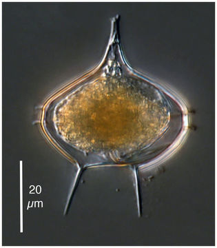 Image of Protoperidinium elegantissimum (Balech) Balech 1974