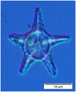 Image of Actiniscus pentasterias (Ehrenberg) Ehrenberg 1844