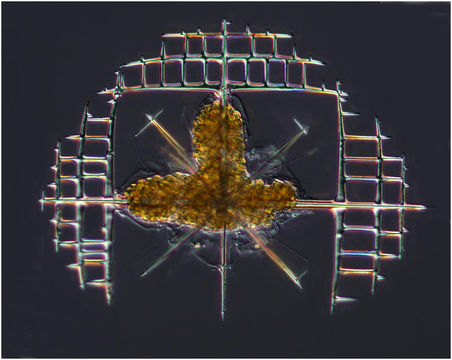 Image of Lithoptera fenestrata