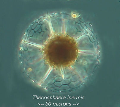 Image of Thecosphaera inermis (Haeckel) Haeckel 1887