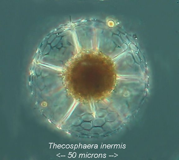 Image of Thecosphaera inermis (Haeckel) Haeckel 1887