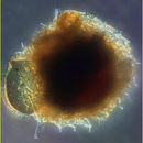 Image of <i>Phaeosphaera nucleoelongata</i>