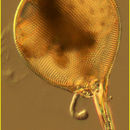 Image of Protocystis xiphodon