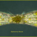 Image of Diploconus fasces