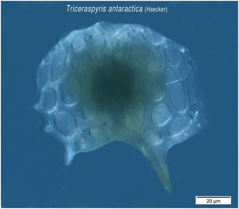 Image of Triceraspyris antarctica (Haecker) Haecker 1908