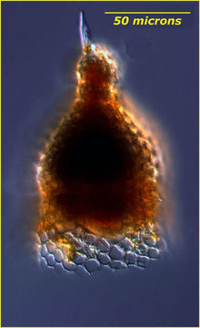 Image of Theocorythium trachelium