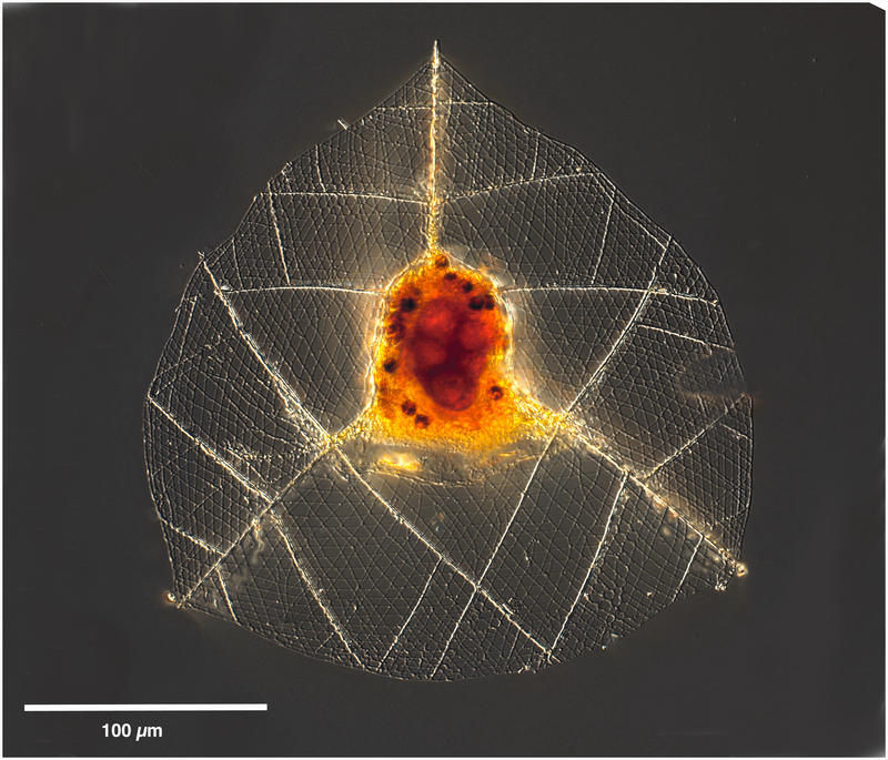 Image of Callimitra Haeckel 1881