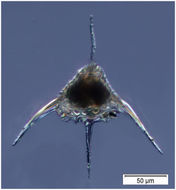 Image of Pseudodictyophimus gracilipes (Bailey 1856)