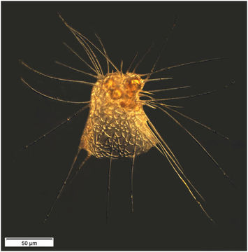 Amphimelissa setosa (Cleve) Jørgensen 1905的圖片