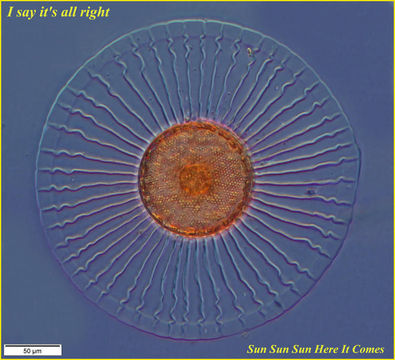 Image of Planktoniella sol