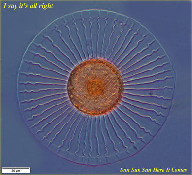 Image de Planktoniella sol