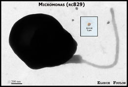 Image of Micromonas
