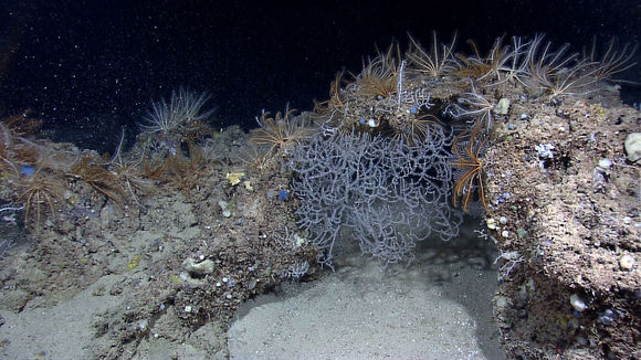 Image of black corals