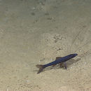 Image of Blackfin Spiderfish