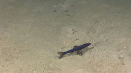 Image of Blackfin Spiderfish