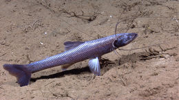 Image of Bathypterois quadrifilis Günther 1878