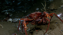 Golden Deepsea Crab, Chaceon fenneri - SDV