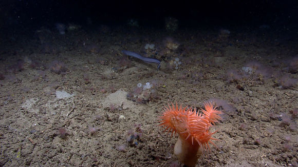 Image of conger eels