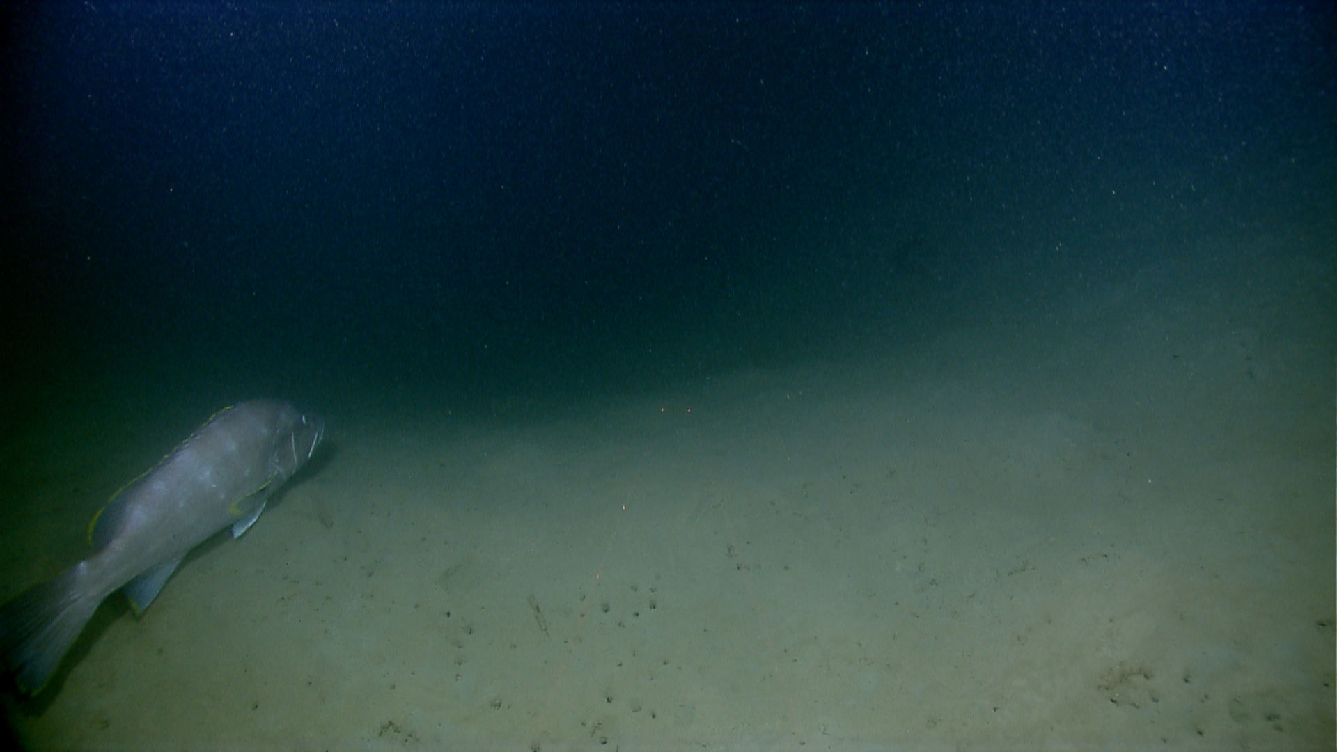 Image of Yellowedge grouper