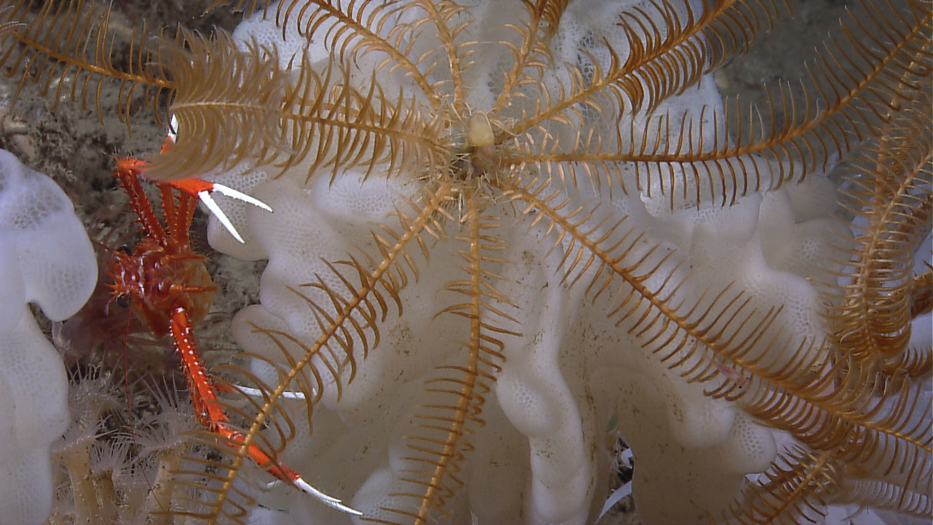 Image of painted yeti squat lobster