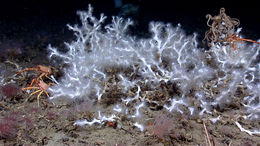 Image of painted yeti squat lobster