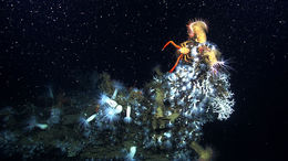 Image of painted yeti squat lobster