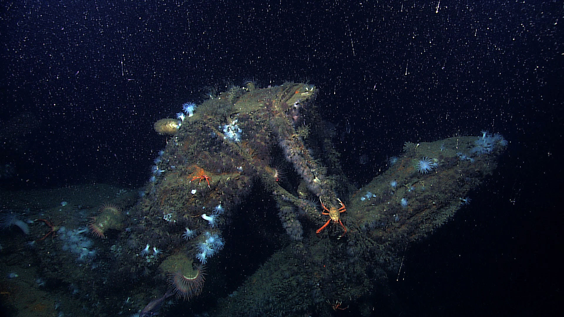 Image of painted yeti squat lobster