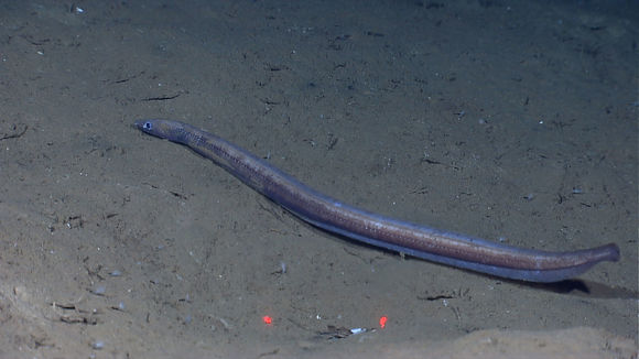 褐泥蛇鰻的圖片