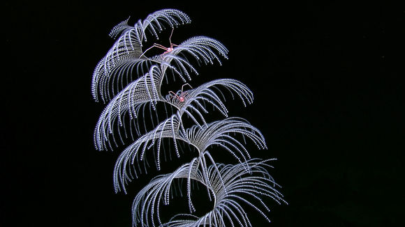 Image of Iridogorgia pourtalesii Verrill 1883