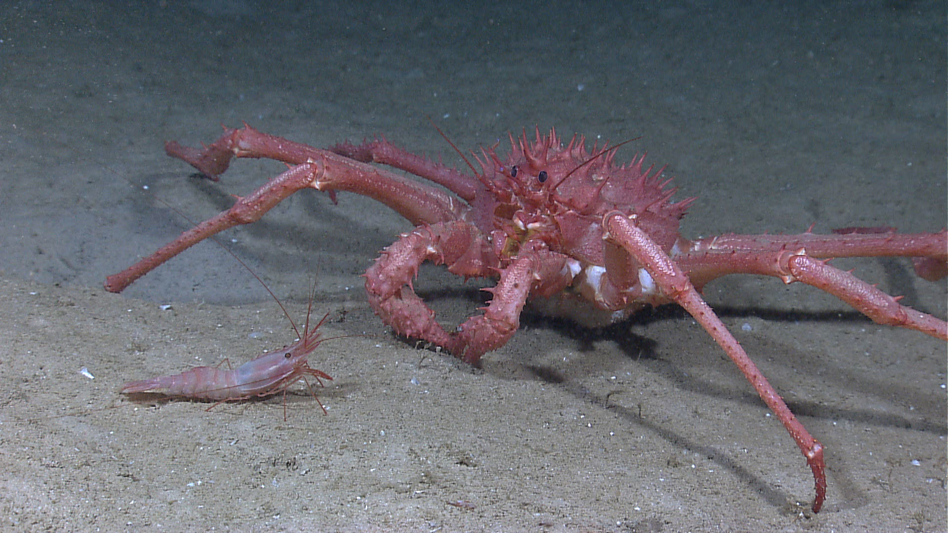 Image of King crab