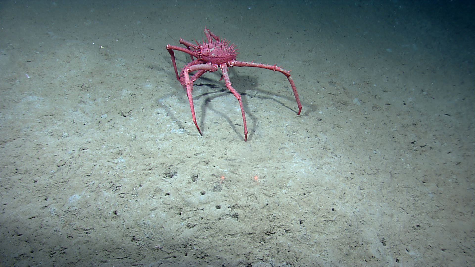 Image of King crab