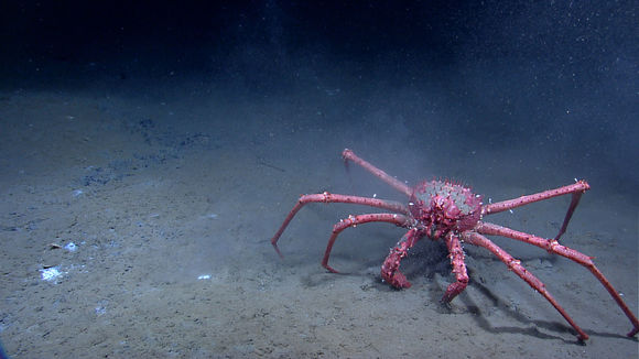 Image of King crab