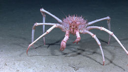 Image of King crab