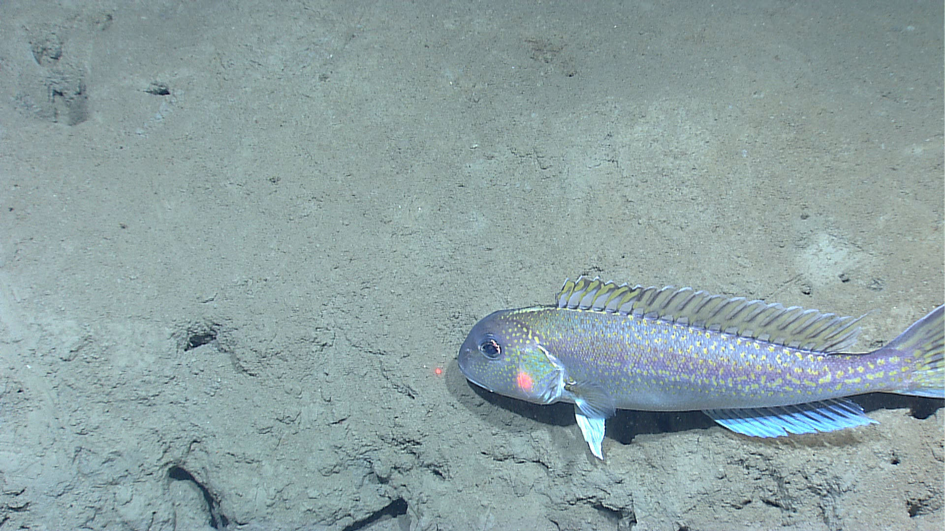 Image of Golden Tilefish